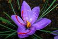 saffron crocus